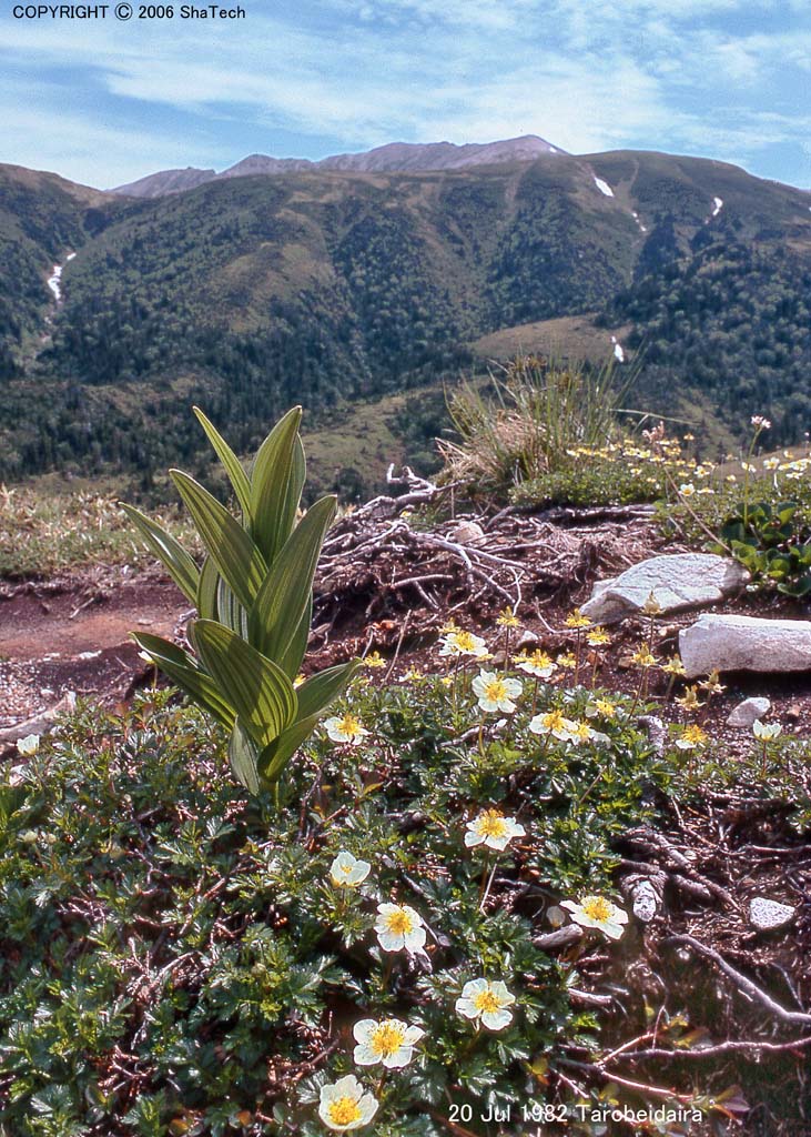 �`���O���}�P�W