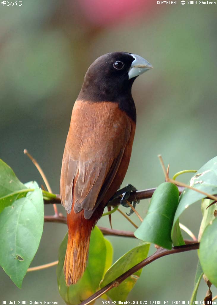 �M���p��