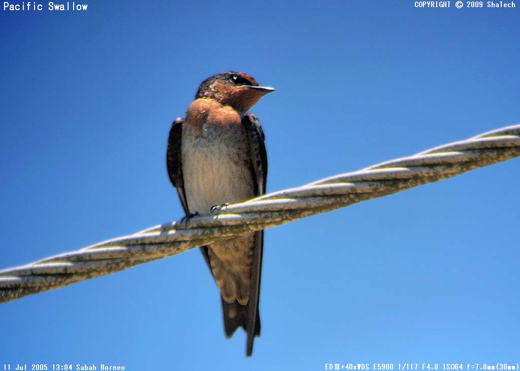 �����E�L���E�c�o��