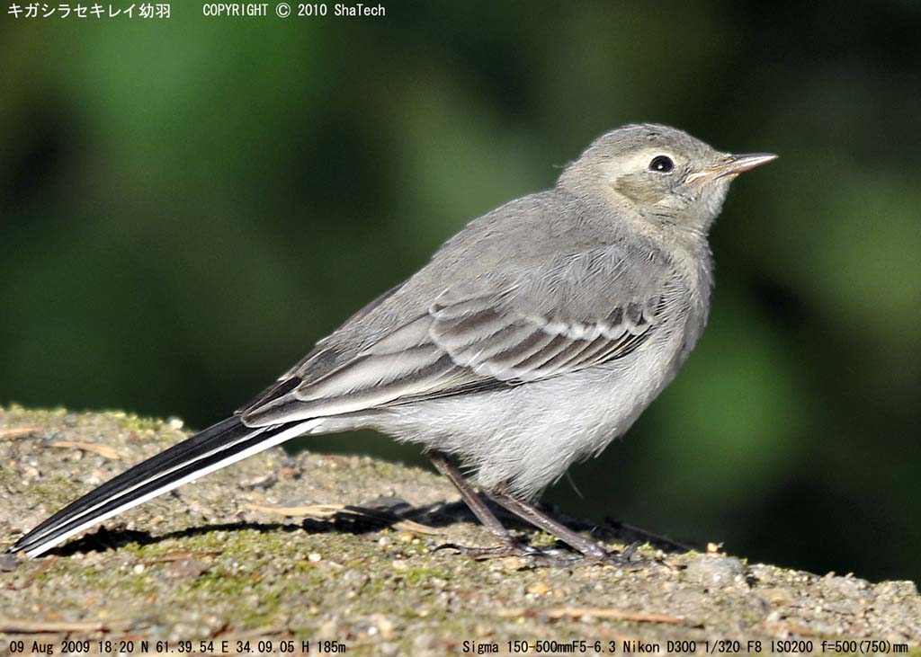 キガシラセキレイ/Motacilla citreola/Citrine Wagtail/Желтоголовая