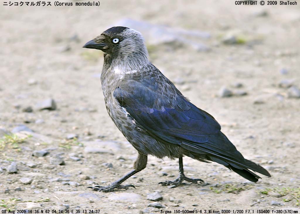 ニシコクマルガラス/Corvus monedula/Eurasian Jackdaw/Галка